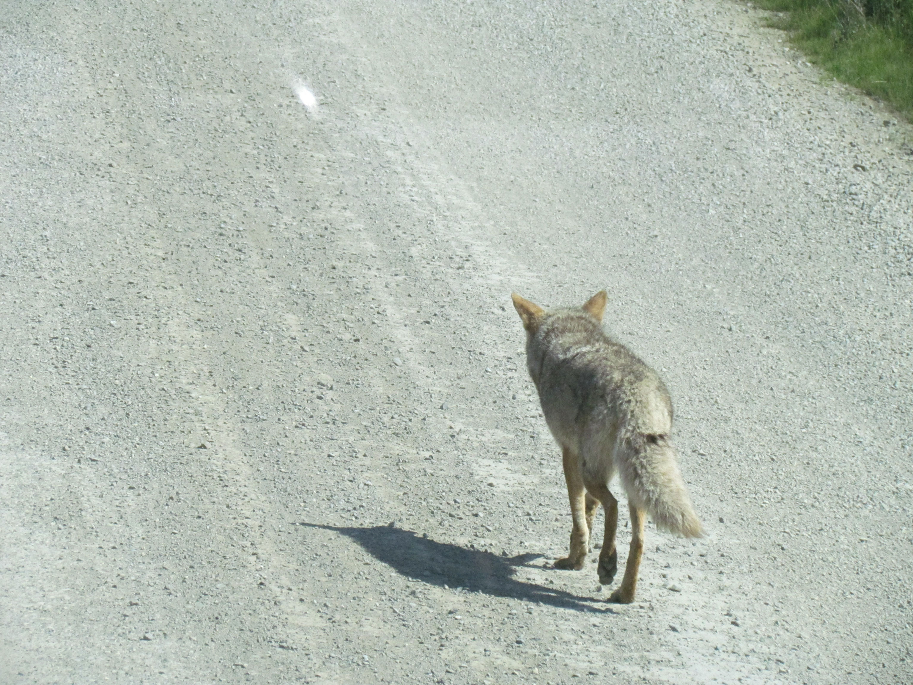 coyote PN del Denali